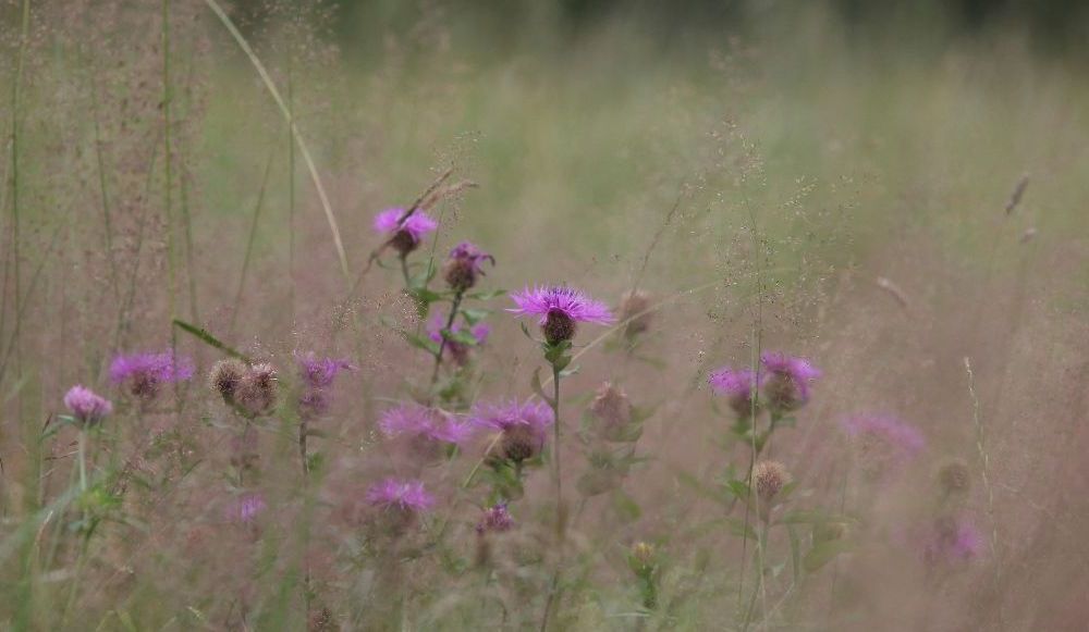 Blumen