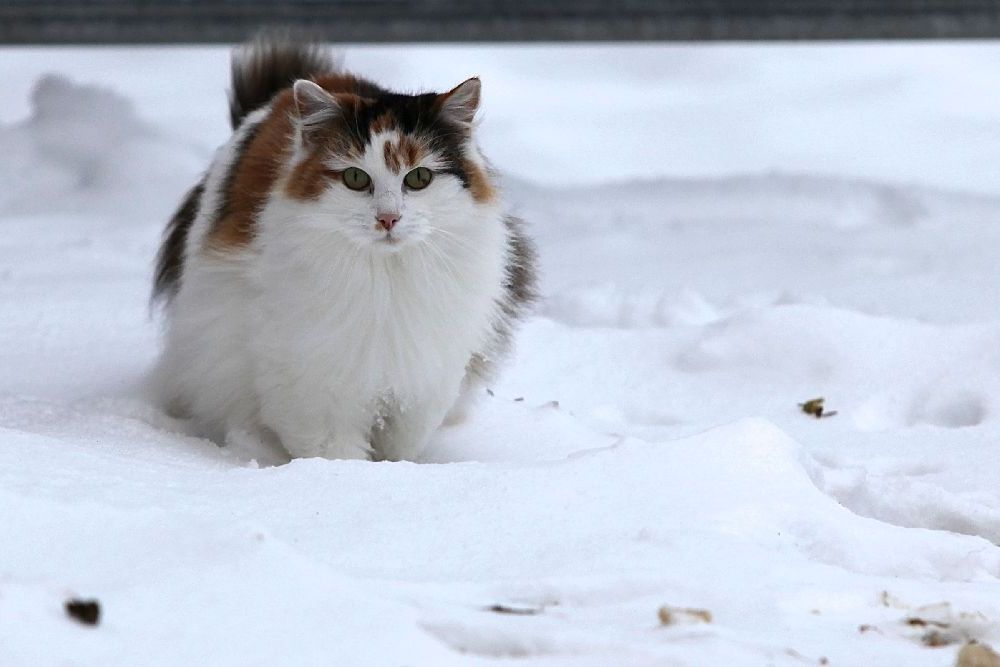 Katze