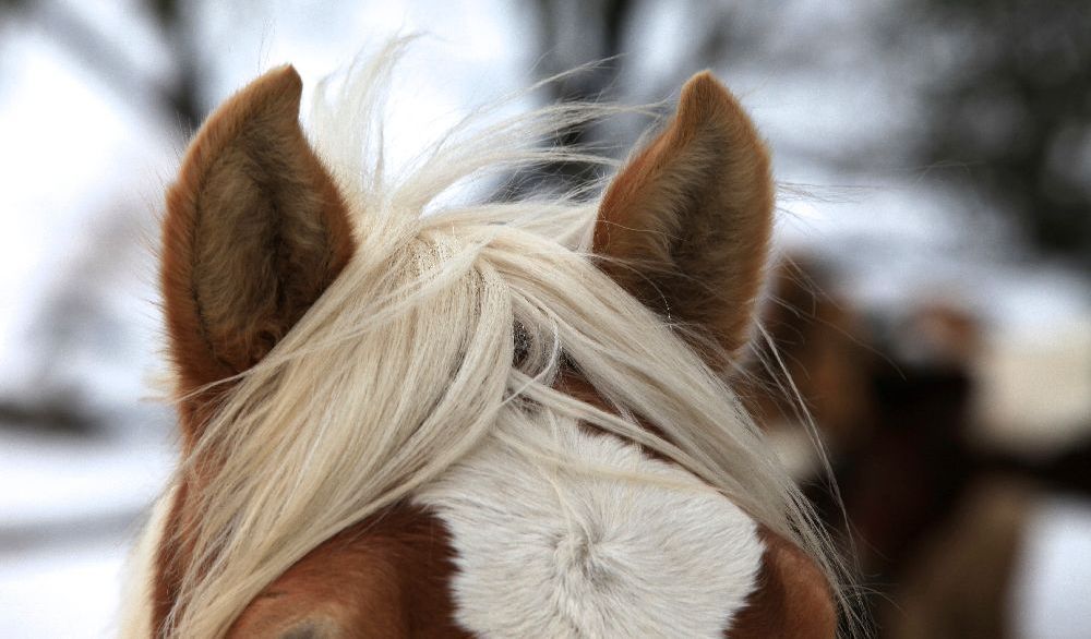 Pferd