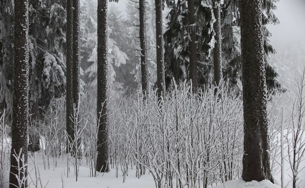 Wald
